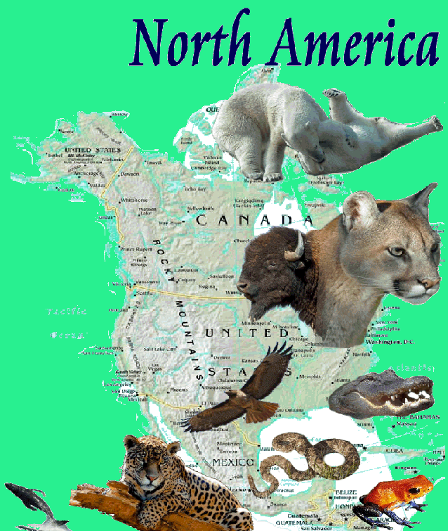 North American Wild Animals | Wild Animal Worlds